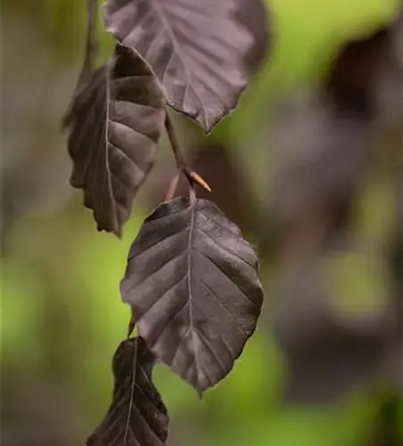 Blutbuche 'Purple Fountain'