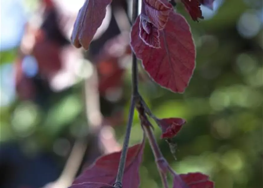 Blutbuche 'Purple Fountain'