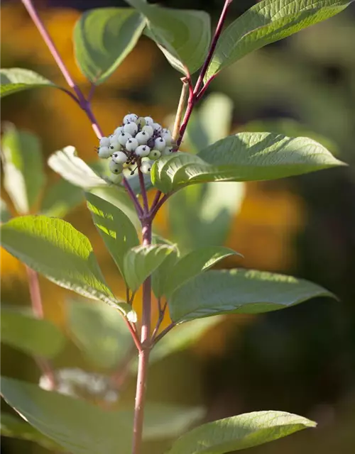 Purpur-Hartriegel 'Sibirica'