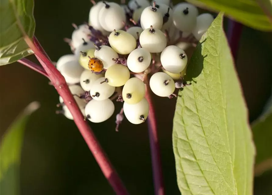 Purpur-Hartriegel 'Sibirica'