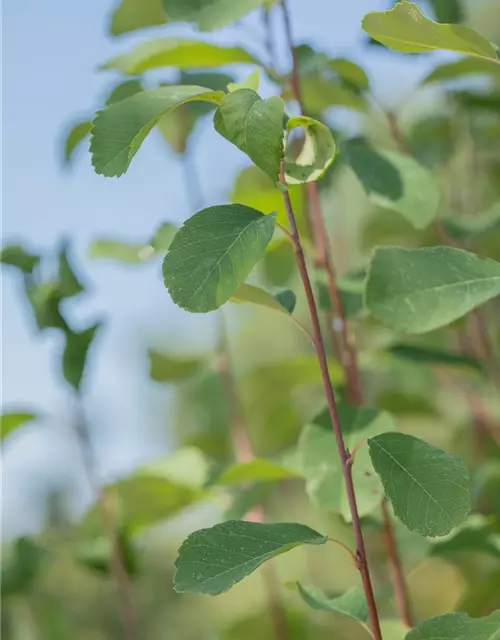 Felsenbirne 'Obelisk'®