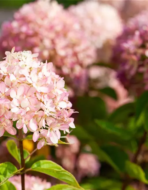 Ballhortensie 'Candybelle® Marshmallow'