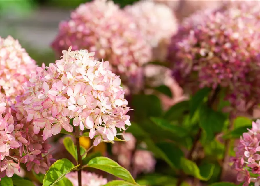 Ballhortensie 'Candybelle® Marshmallow'