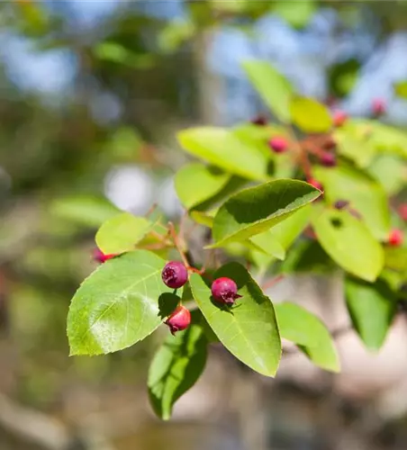 Amelanchier 'Prince William' Fruchtbengel