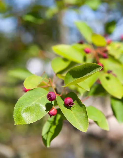 Amelanchier 'Prince William' Fruchtbengel