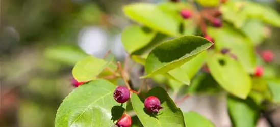 Amelanchier 'Prince William' Fruchtbengel