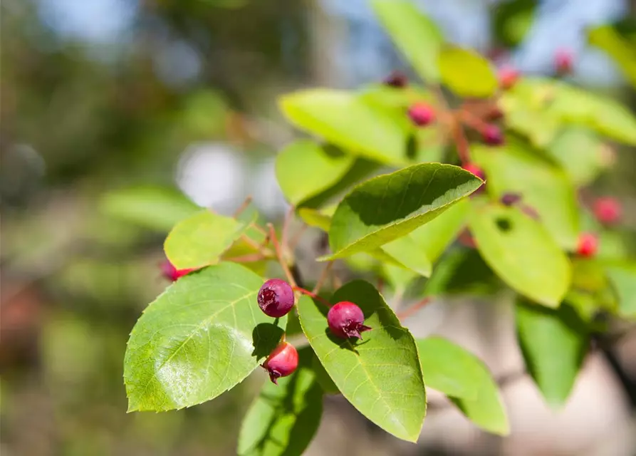 Amelanchier 'Prince William' Fruchtbengel