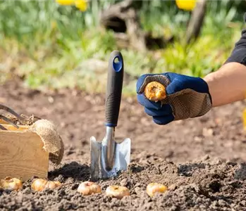 Ab in den Garten – Blumenzwiebeln im Frühjahr einpflanzen