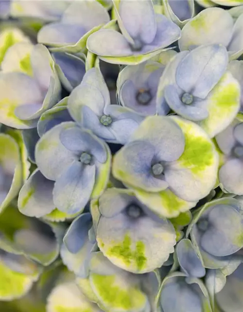 Hortensie 'Magical Revolution'®