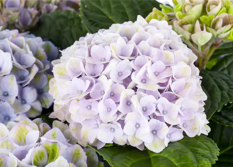 Hortensie 'Magical Revolution'®