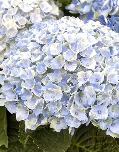 Hortensie 'Magical Revolution'®