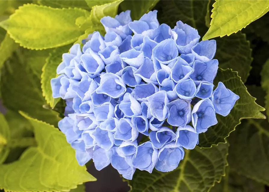 Hortensie 'Magical Revolution'®