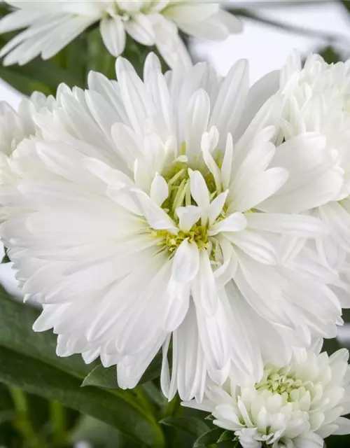 Aster novi-belgii