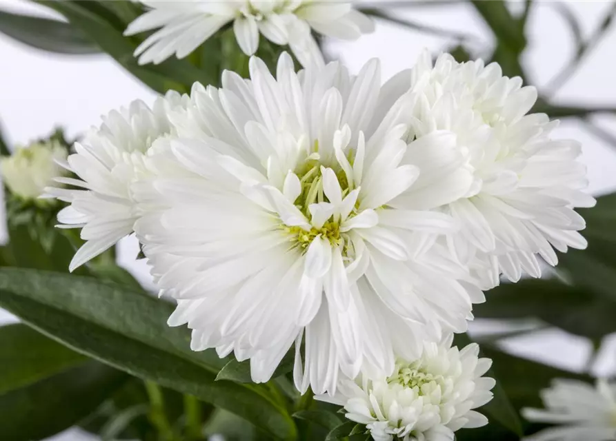 Aster novi-belgii