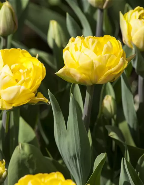 Tulp 'Foxy Foxtrott'