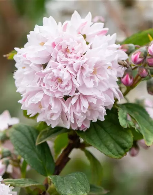 Sternchenstrauch 'Pink Pom-Pom'