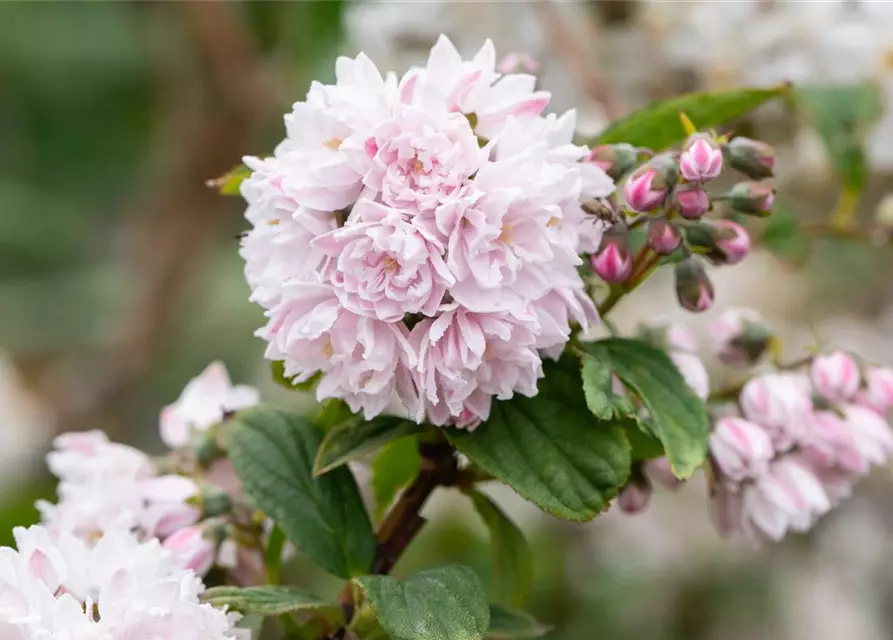 Sternchenstrauch 'Pink Pom-Pom'