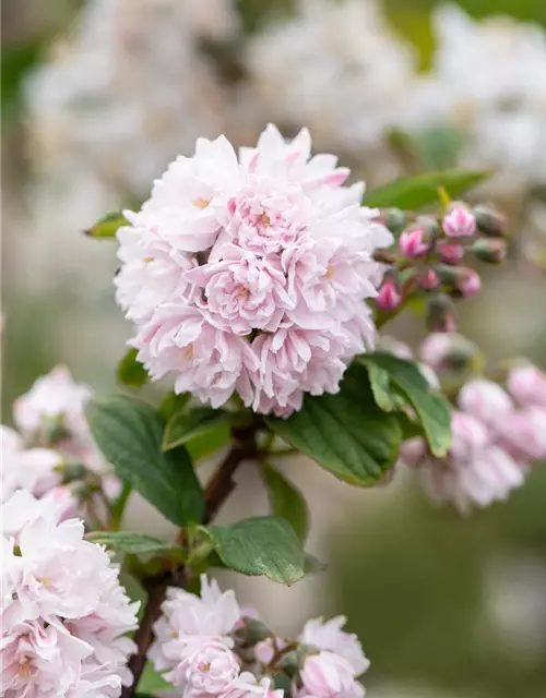 Sternchenstrauch 'Pink Pom-Pom'