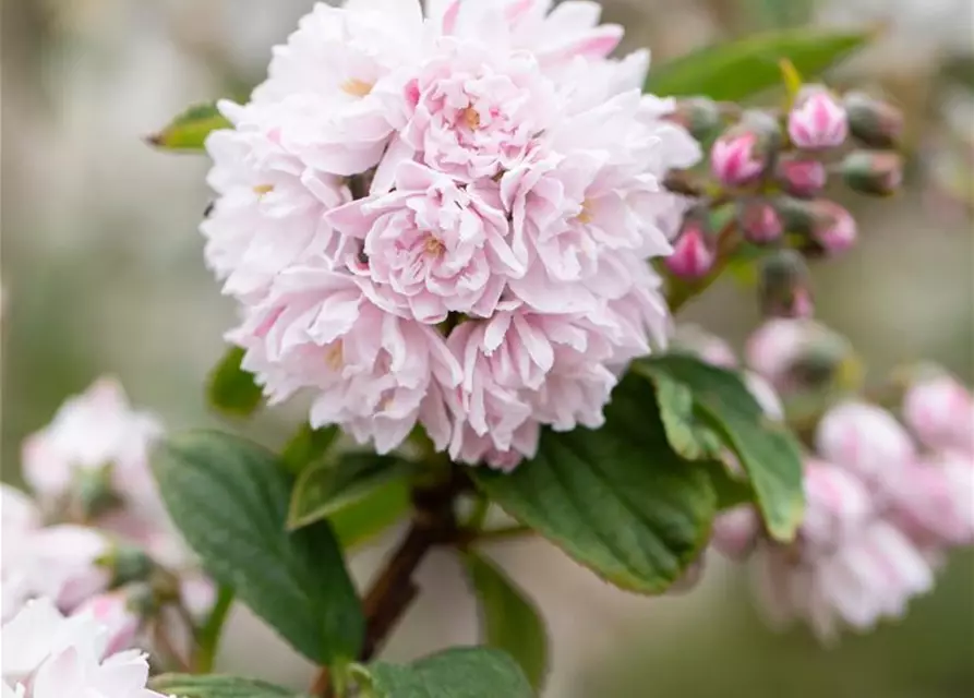 Sternchenstrauch 'Pink Pom-Pom'