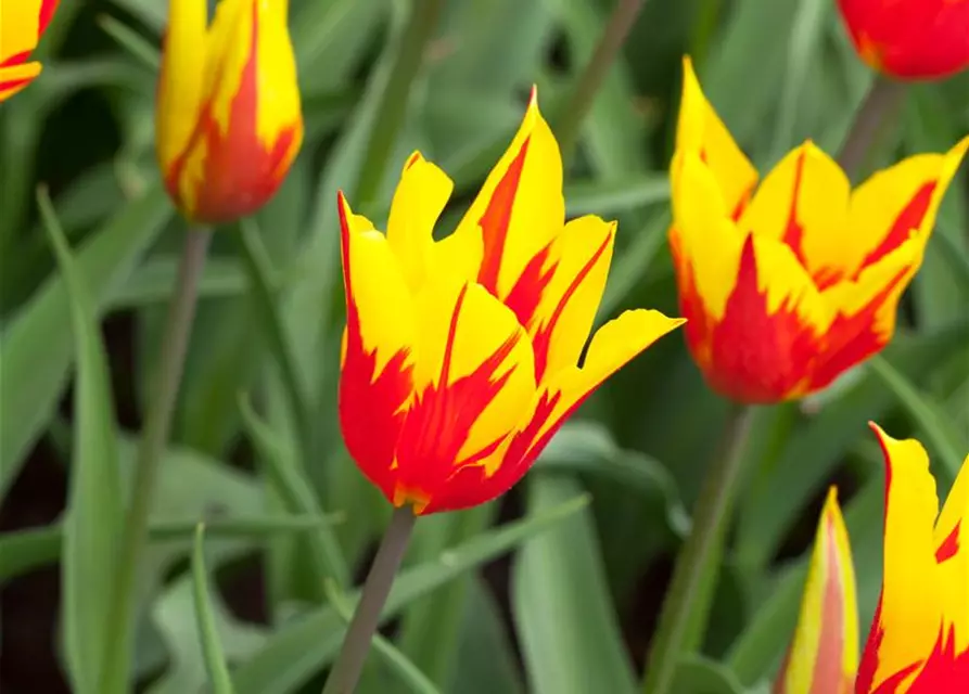 Tulpe 'Fire Wings'