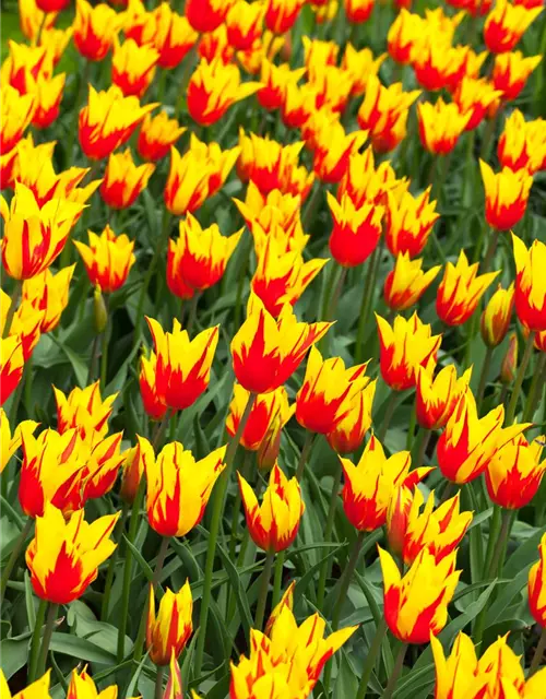 Tulpe 'Fire Wings'