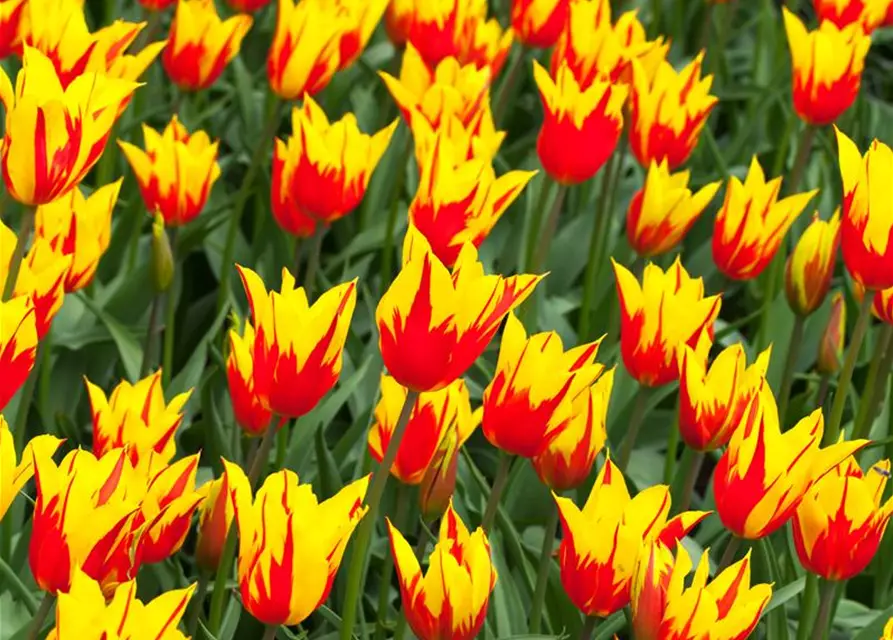 Tulpe 'Fire Wings'