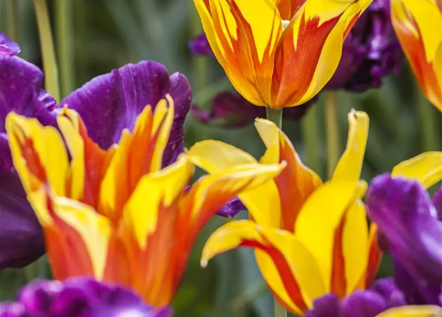 Tulpe 'Fire Wings'