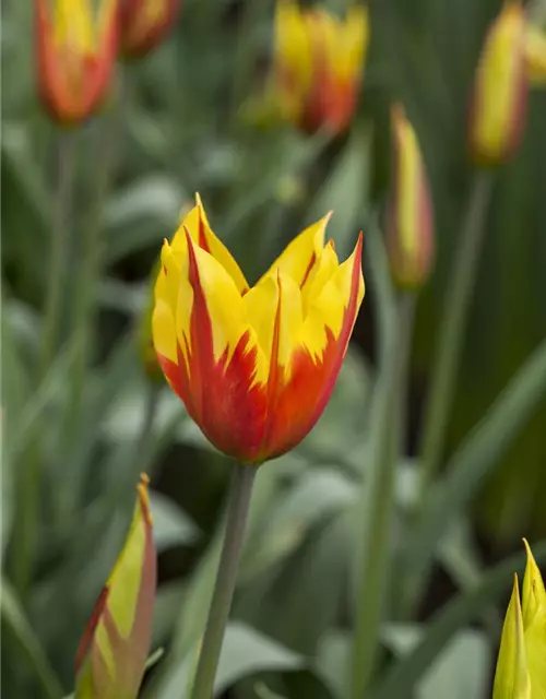 Tulpe 'Fire Wings'