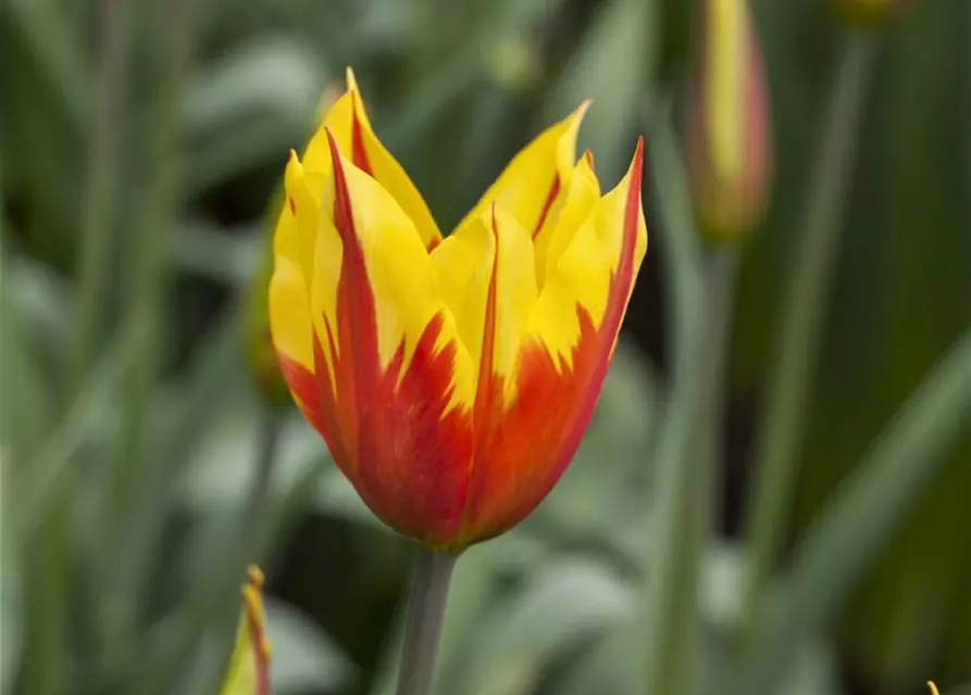 Tulpe 'Fire Wings'