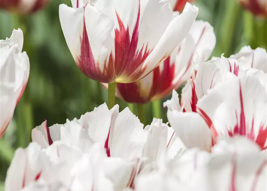 Tulpe 'Happy Generation'