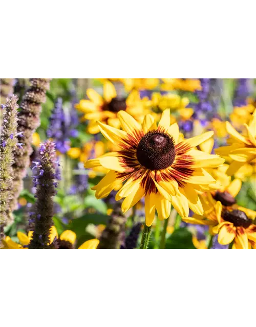 Rudbeckia im Wasserspeichertopf