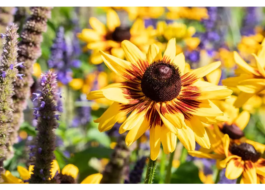 Rudbeckia im Wasserspeichertopf