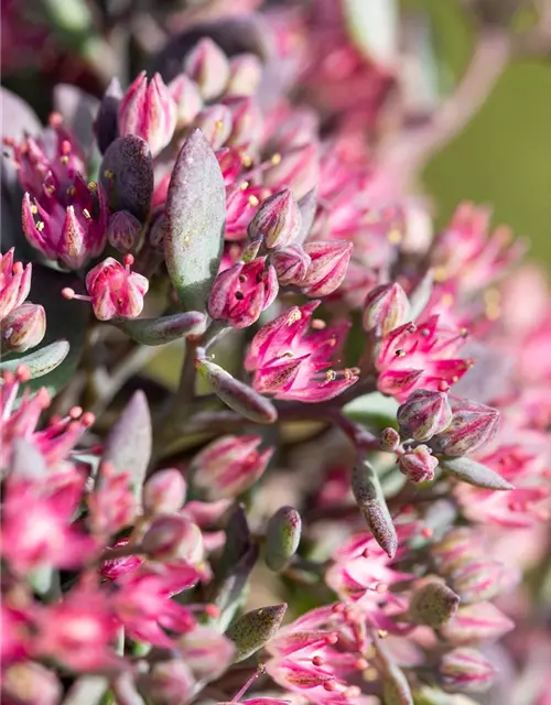 Sedum cauticola