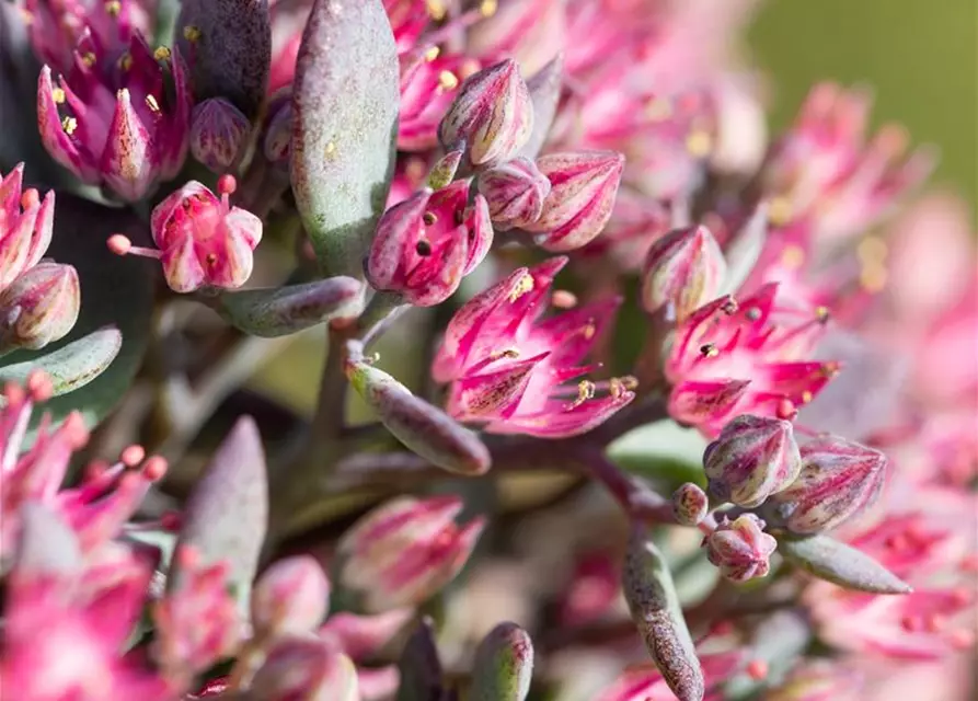 Sedum cauticola