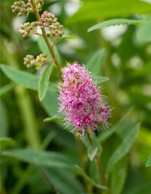 Kolbenspiere 'Triumphans'