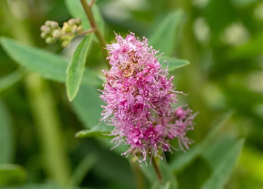 Kolbenspiere 'Triumphans'