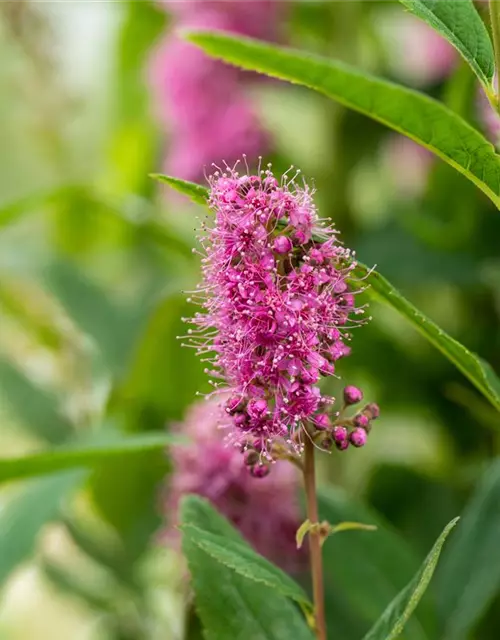 Kolbenspiere 'Triumphans'