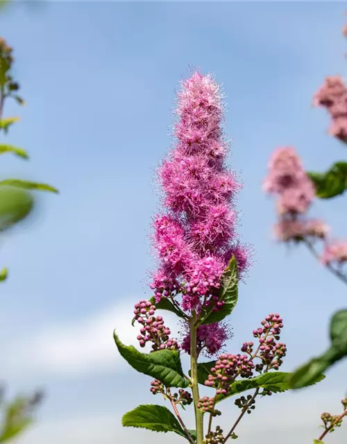 Kolbenspiere 'Triumphans'