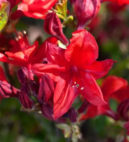 Sommergrüne Azalee 'Lady Rosebery'