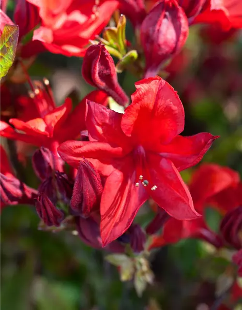 Sommergrüne Azalee 'Lady Rosebery'