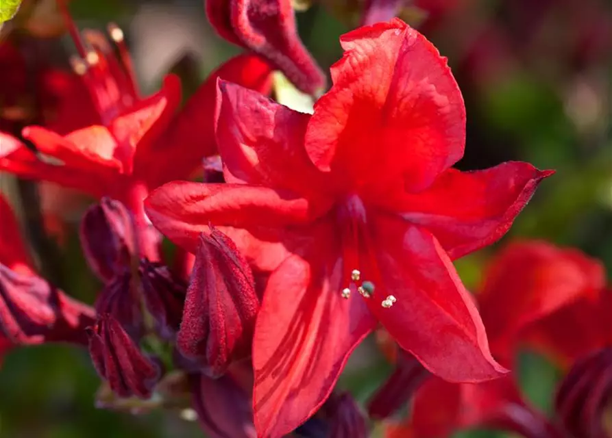 Sommergrüne Azalee 'Lady Rosebery'