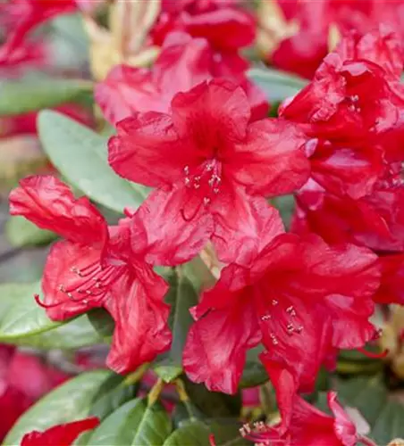 Yaku-Rhododendron 'Bohlken´s Roter Stern'®