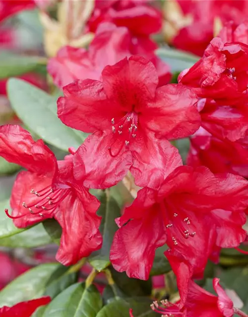 Yaku-Rhododendron 'Bohlken´s Roter Stern'®