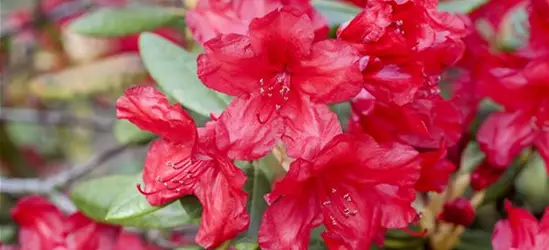 Yaku-Rhododendron 'Bohlken´s Roter Stern'®