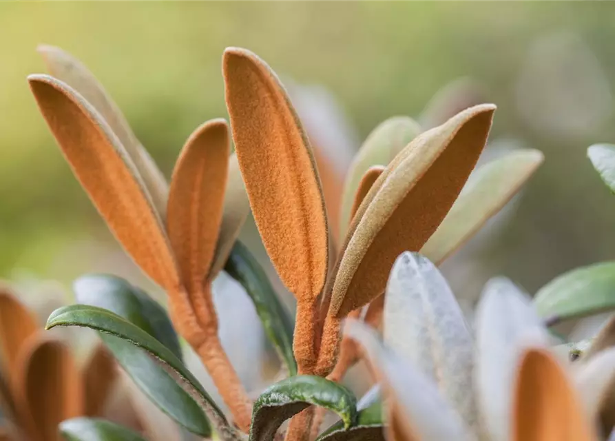 Rhododendron 'Hydon Velvet'