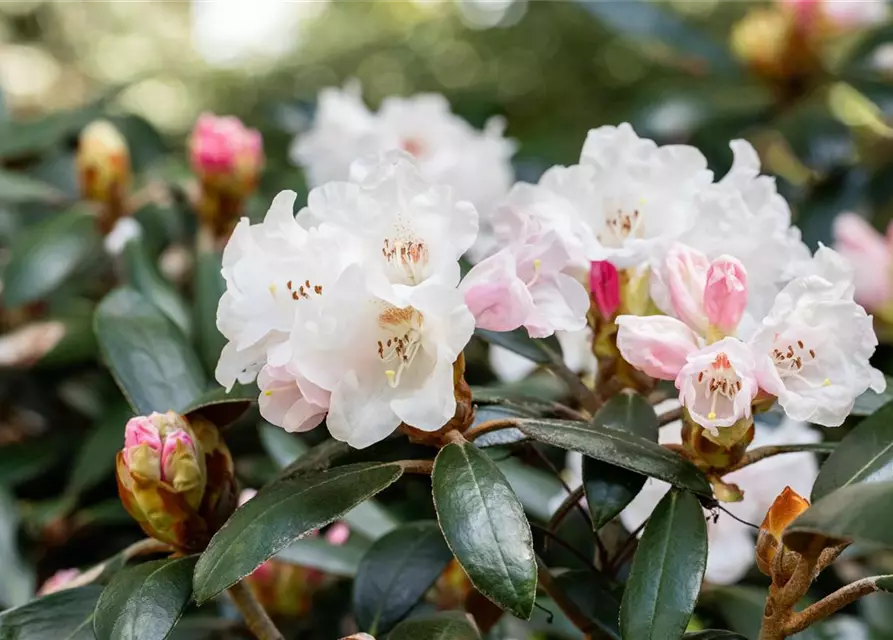 Rhododendron 'Hydon Velvet'