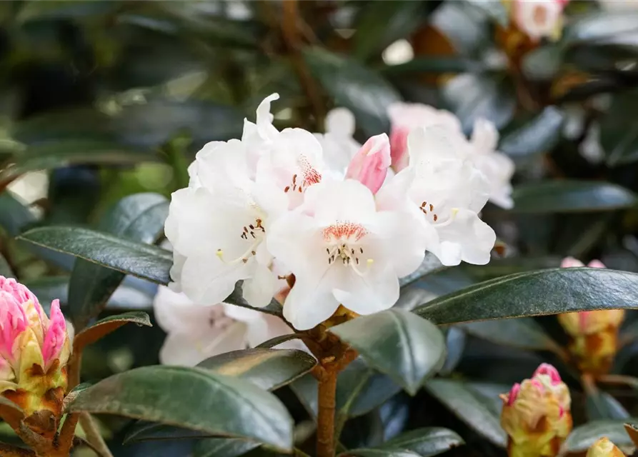 Rhododendron 'Hydon Velvet'