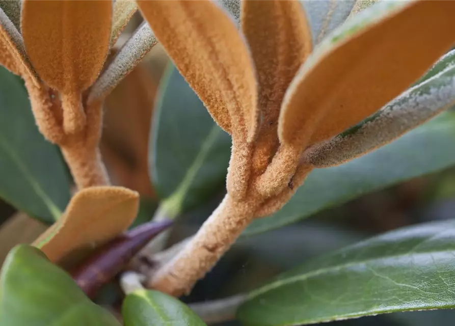 Rhododendron 'Hydon Velvet'