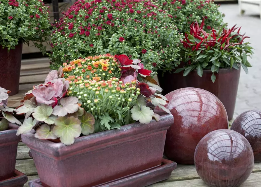 Chrysanthemum indicum