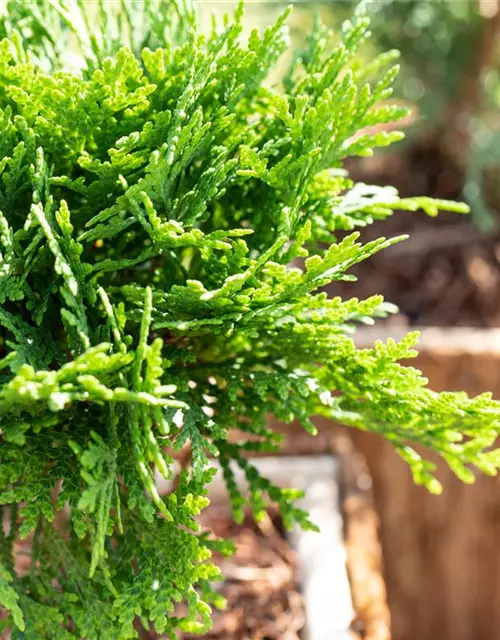 Thuja occidentalis